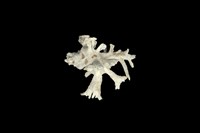 藏品(然氏銀杏螺)的圖片